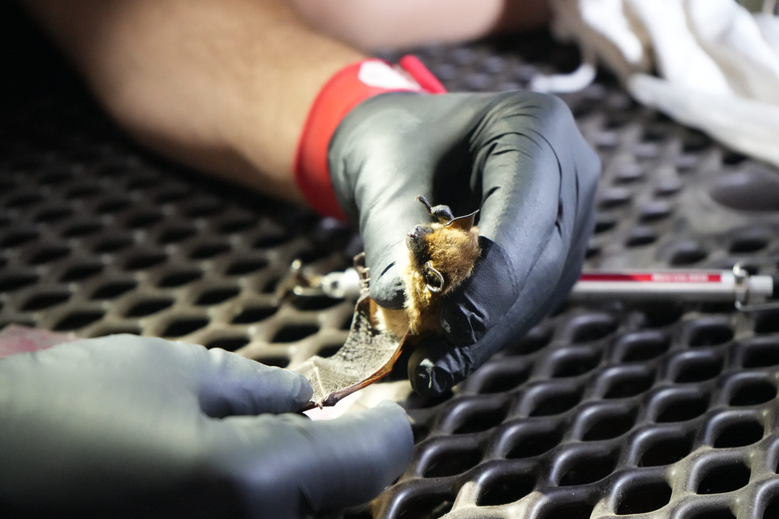 An image of a person's arm and hand wearing latex gloves and holding a bat for examination.